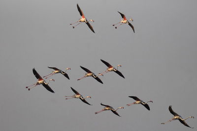 Low angle view of birds flying in the sky