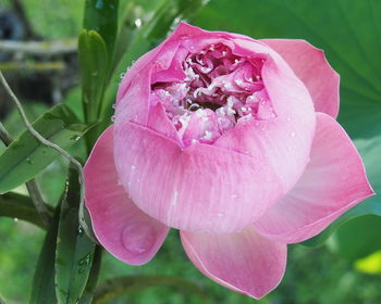 Close-up of wet pink rose