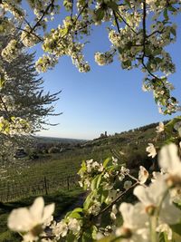 Fresh white flowers in field against sky