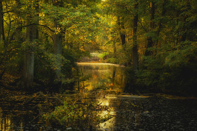 Trees by river in forest during autumn