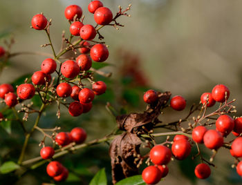 Red berries growing on tree