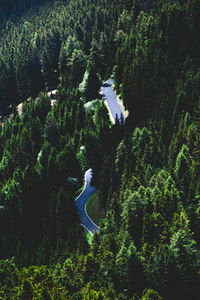 High angle view of plants and trees in forest