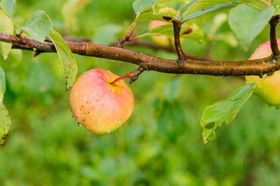 Close-up of fruit growing on tree