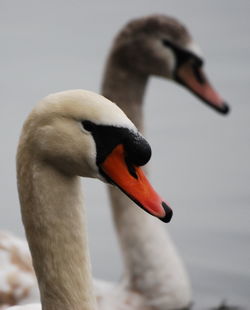 Close-up of swan swimming in pond