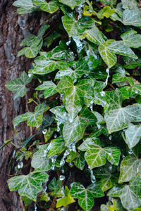 Full frame shot of fresh green plants