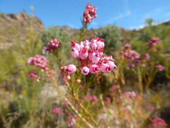 Close-up of pink flowers blooming against sky