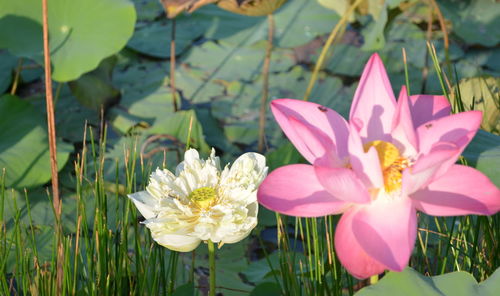 Close-up of flowers blooming outdoors