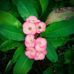 Close-up of pink flowers