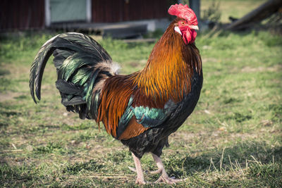 Close-up of rooster on field