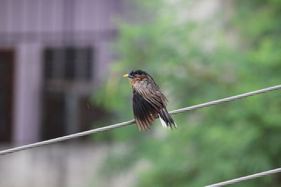 Close-up of bird perching on cable against blurred background