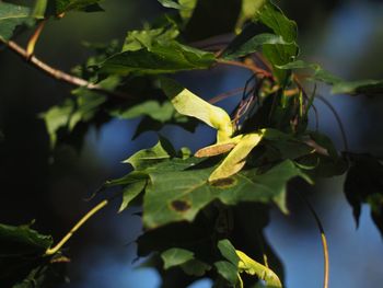 Close-up of leaves on tree