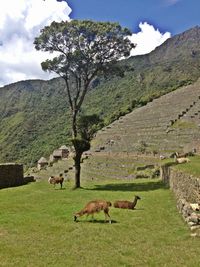 Scenic view of grassy field against cloudy sky