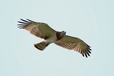 Low angle view of eagle flying against clear sky