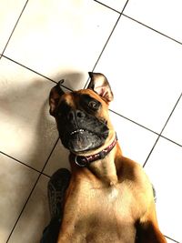 Low angle view of dog looking away on floor