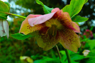 Close-up of flower blooming outdoors