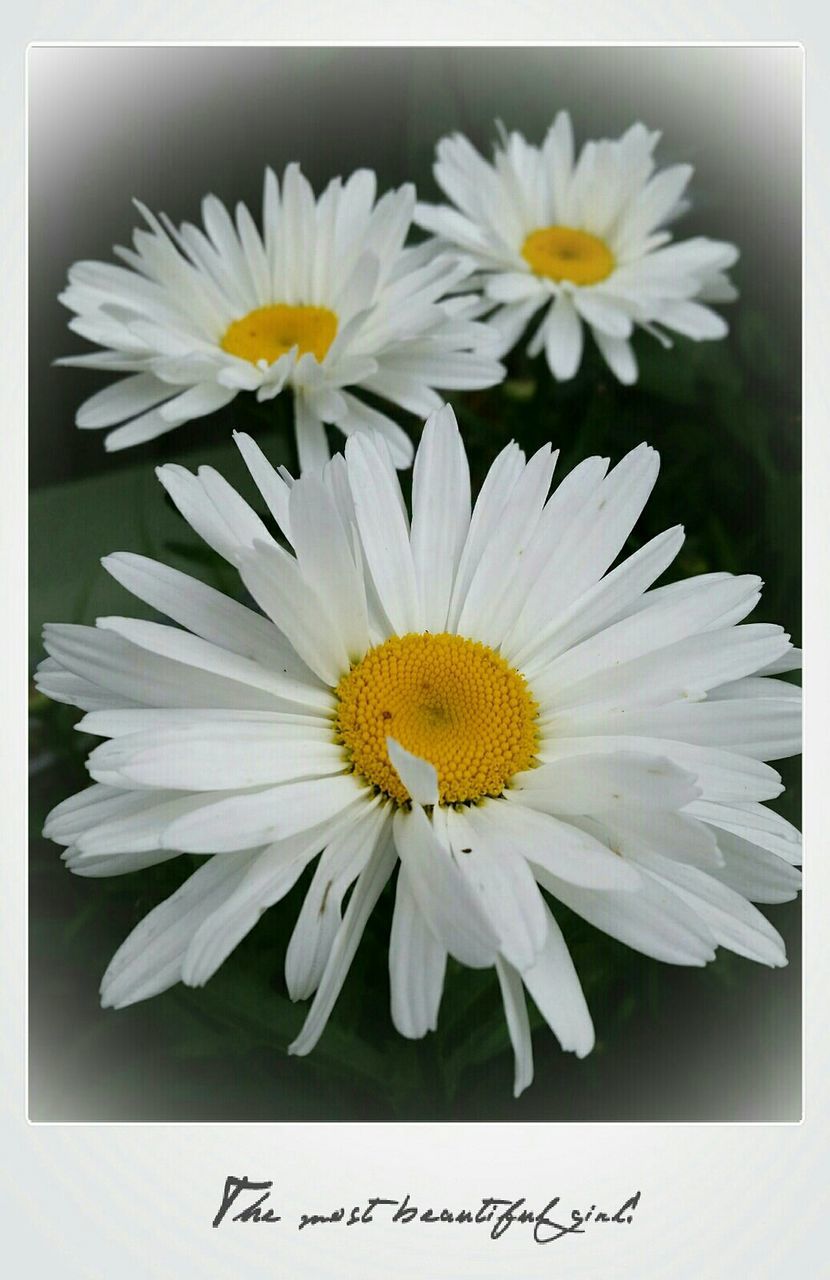 transfer print, flower, auto post production filter, petal, freshness, flower head, white color, fragility, close-up, beauty in nature, yellow, pollen, nature, daisy, growth, blooming, white, high angle view, indoors, frame
