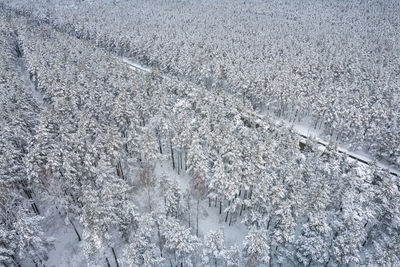 Aerial view of frosty white winter pine forests and birch groves covered with hoarfrost and snow