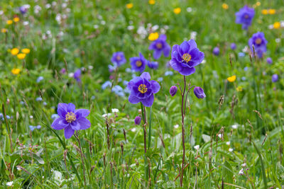 Wild blue aquilegia in the altai mountains