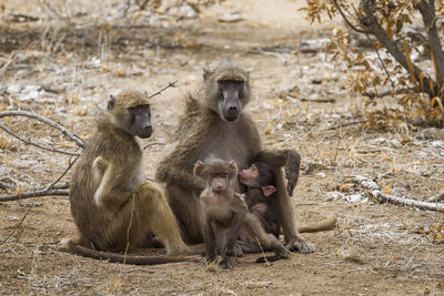 Monkey family in forest