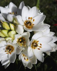 Close-up of white flower