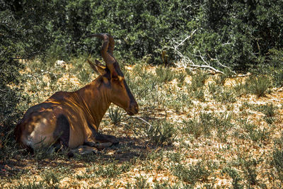 Unique view of an red hartebeest sitting in the bush of savannah in addo national park, south africa