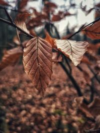 Close-up of dried leaves