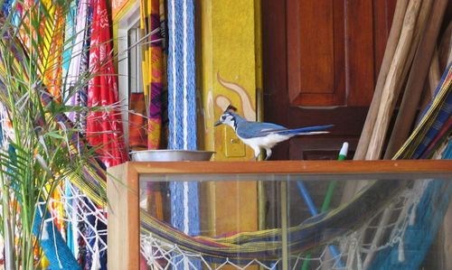 Bird perching on wall