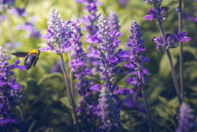 Close-up of butterfly pollinating on purple flowering plant