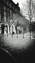 Bare trees against the sky