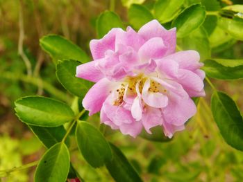 Close-up of pink flower blooming outdoors