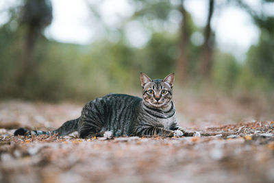 Portrait of a cat on field