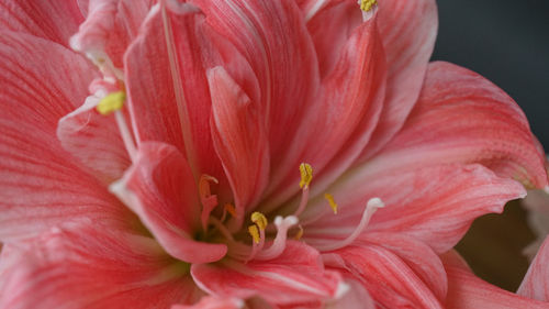 Close-up of pink flower