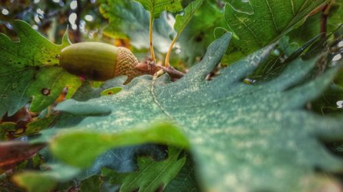 Close-up of caterpillar on plant