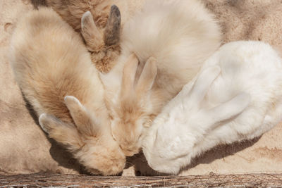 High angle view of puppy sleeping