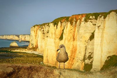 Bird by cliff against clear sky