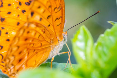 Close-up of butterfly pollinating flower