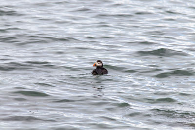 Duck in ocean water