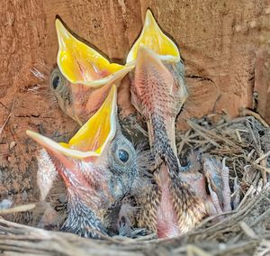 High angle view of fish in nest