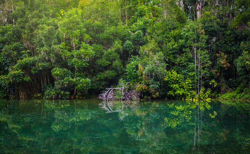 Trees by lake in forest