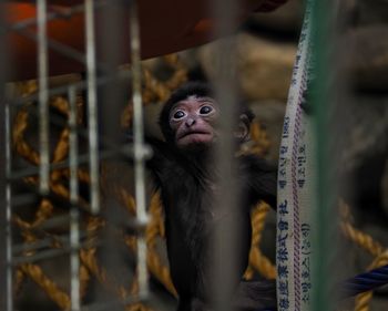 Portrait of monkey in cage