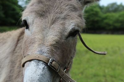 Close-up of donkey on field