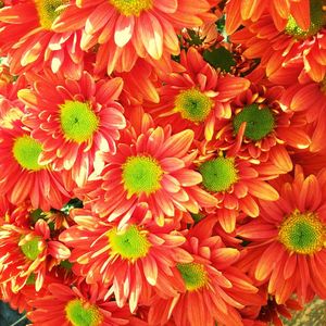 Close-up of red flowers