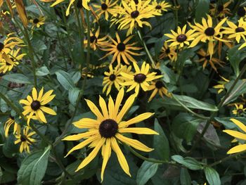 Close-up of yellow flowering plants