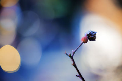 Close-up of fruit growing on tree