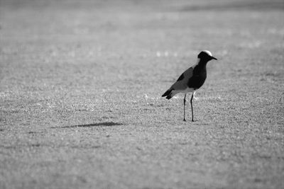 Close-up of birds