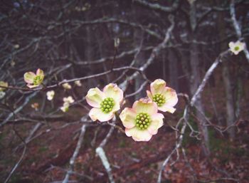 Close-up of fresh flowers blooming on branch