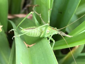 Close-up of insect on leaf