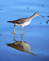 Close-up of bird in water