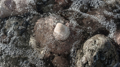 Full frame shot of an animal on rock