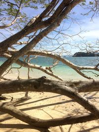 Bare tree on beach against sky